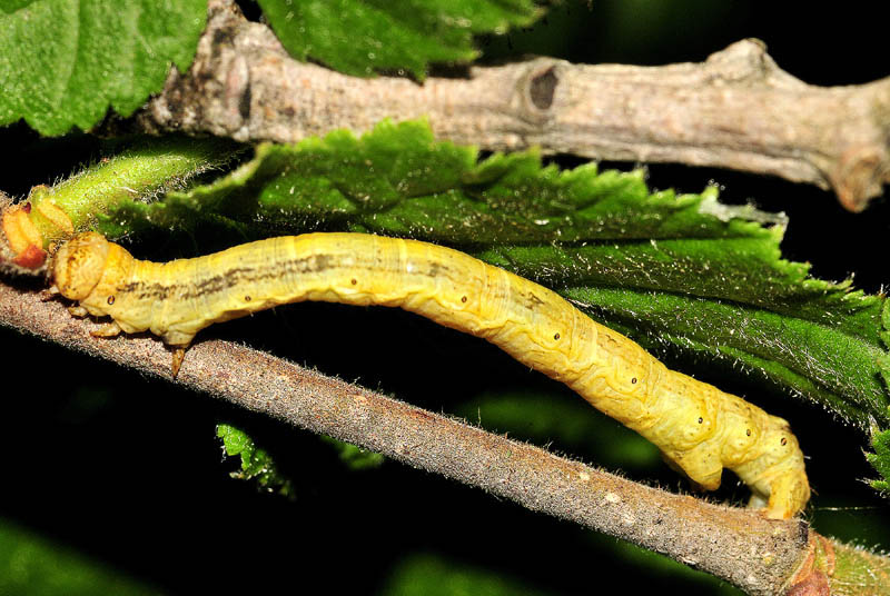 Bruco di Geometridae da det. - Agriopis cfr. aurantiaria